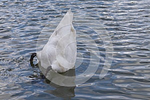 White swan stucks his head in the water and its backside rises above the water