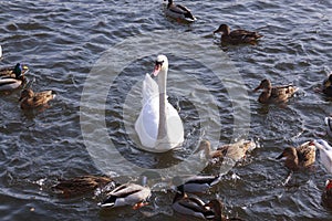 White swan surrounded by ducks on lake surface