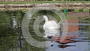 White swan swim in Clean water In lake, bird float And drinks water in lake, beautiful nature, avian swim