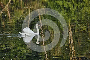 white swan swim on a green freflection