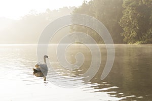 The white swan swim in the lake