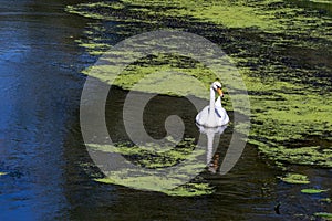 White Swan swimming on blue Lake with green Water Plants photo