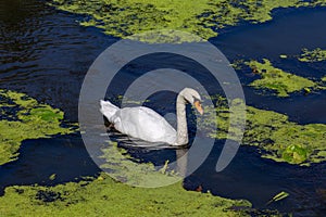 White Swan swimming on blue Lake with green Water Plants photo