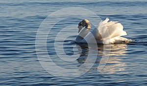 White swan swimming on blue lake water at sunset, swans on pond in the city, city nature enviroment