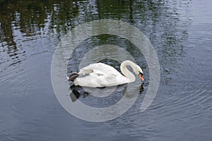 A white swan is swimming in blue water. A swan swims in a pond and drinks water. The photo
