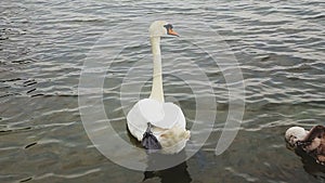 White swan swimming with a brown baby duckling in the lake