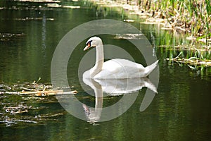 White swan swimming in a canal through the farm fields