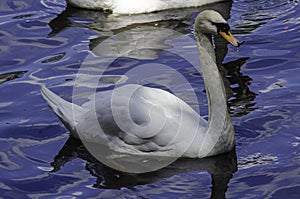 A white swan swimming in the clear blue water in a river.
