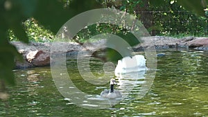 White swan swimming with ducks in a small pond