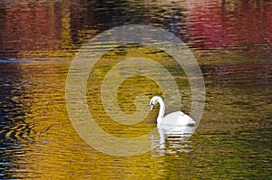 White Swan Swimming in a Golden Pond