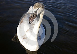 White swan swimming in a lake