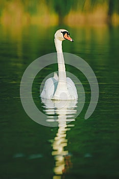 A white swan swimming on a lake with dark green water with reflection in the water