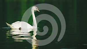 A white swan swimming on a lake with dark green water with reflection in the water