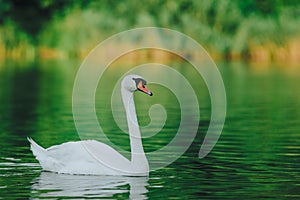 A white swan swimming on a lake with dark green water with reflection in the water