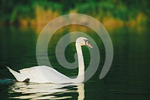 A white swan swimming on a lake with dark green water with reflection in the water