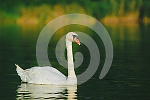 A white swan swimming on a lake with dark green water with reflection in the water