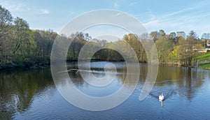 A white swan swimming in a lake at Frogner park, Oslo