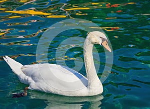 White swan swimming on Lake Geneva