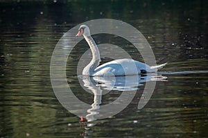 White swan swimming in the lake of Kovilj â€“ Petrovaradin marshes in Serbia