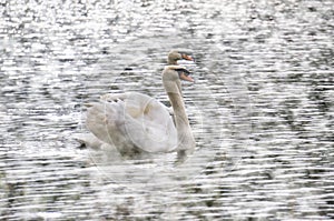 White swan swimming in the lake in PangUng, Maehongsorn, Thailand. Mist above the water