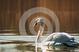 White Swan swimming on the lake in the rays of the rising sun