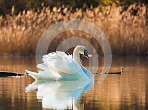 White Swan swimming on the lake in the rays of the rising sun