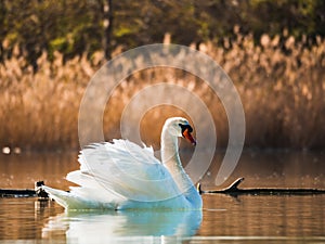 White Swan swimming on the lake in the rays of the rising sun