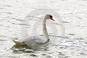 White swan swimming and looking for food under water in the lake. Beautiful wild swan bird floating on the water surface and