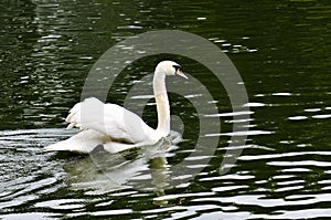 White swan swimming in the morning river