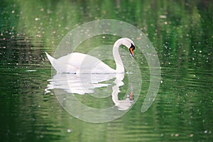 White swan is swimming, Moselle river in Germany, water birds, wildlife