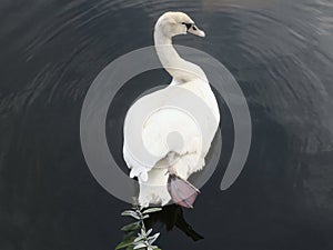 White swan swimming with only one leg in a canal in amsterdam