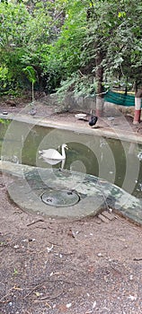 White swan swimming in a pool