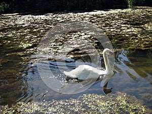 White swan swimming in River Avon, Malmesbury, England
