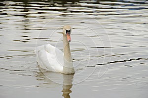 White Swan swimming on water