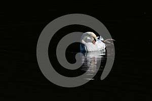 A white swan swimming on water with reflections and rather black background