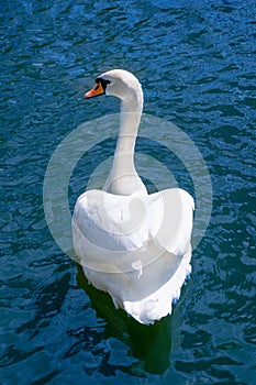 White swan swimms in blue water of a pond. Back vi