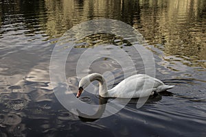 White swan swims