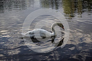 White swan swims