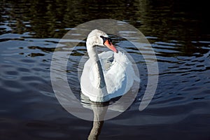 A white swan swims.