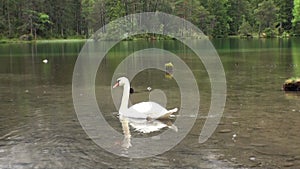 White swan swims on Fernsteinsee green mountain lake in rainy weather.