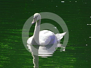 White swan, green water, Swan on the water, a Swan floats gracefully photo