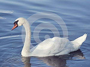 White Swan Swims in a Lake