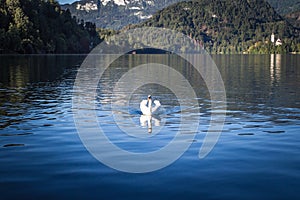 A white swan swims on Lake Bled in Slovenia