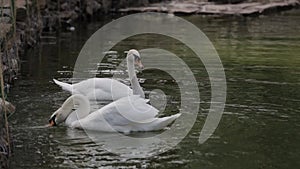 White swan swims on the lake in clear water