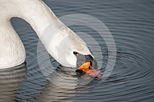 White swan swims on a lake and drinks water