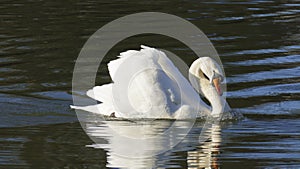 White swan, swims on a lake, and warms himself that suns itself