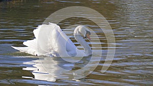 White swan, swims on a lake, and warms himself that suns itself