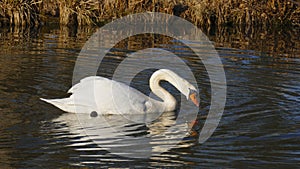 White swan, swims on a lake, and warms himself that suns itself