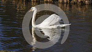 White swan, swims on a lake, and warms himself that suns itself