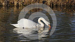 White swan, swims on a lake, and warms himself that suns itself